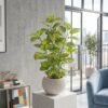 Artificial Golden Pothos Plant