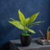 Faux Aglaonema (Chinese Evergreen) 2 Faux Aglaonema (Chinese Evergreen)