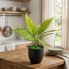 Faux Aglaonema (Chinese Evergreen) 3 Faux Aglaonema (Chinese Evergreen)