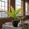 Faux Aglaonema (Chinese Evergreen) 4 Faux Aglaonema (Chinese Evergreen)