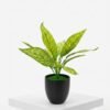 Faux Aglaonema (Chinese Evergreen)