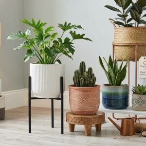 Plant Pot & Stands